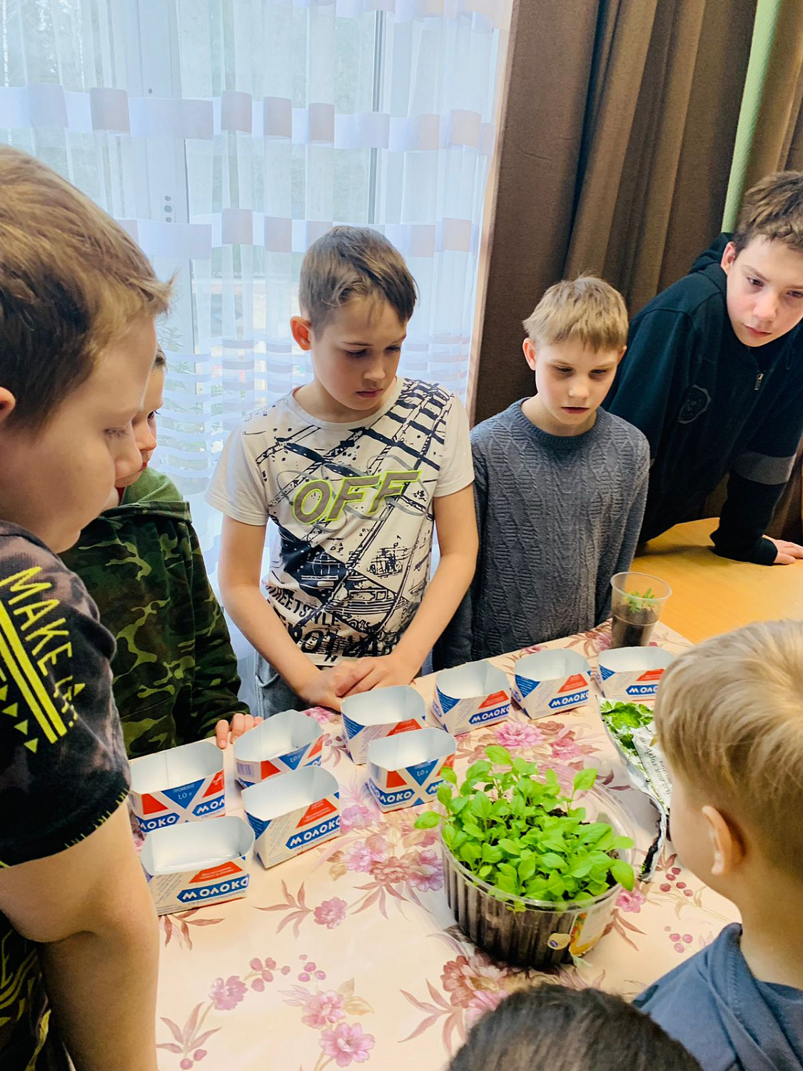 Пикировка рассады